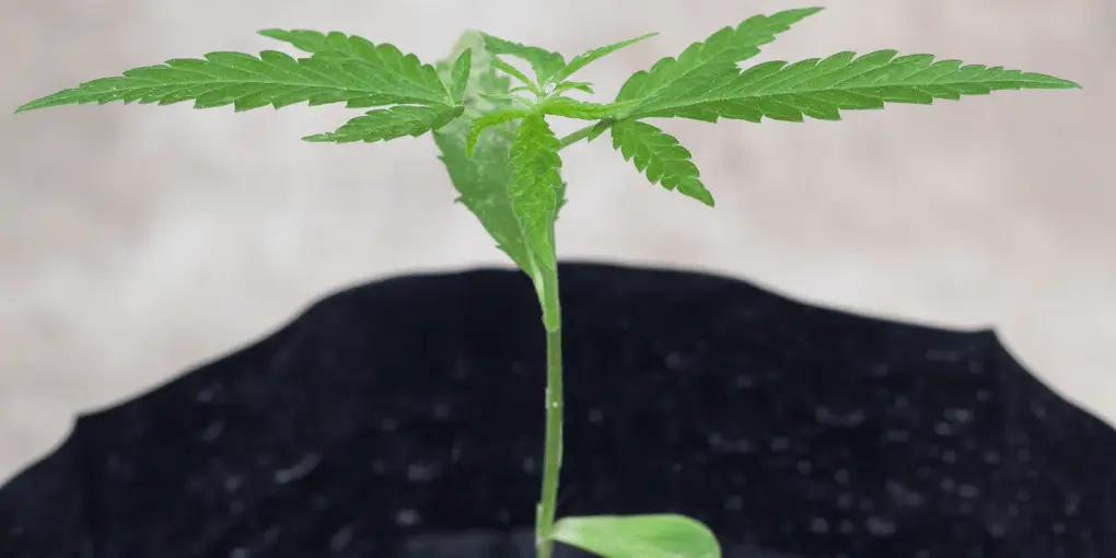 6-mistakes-growing-cannabis-seeds