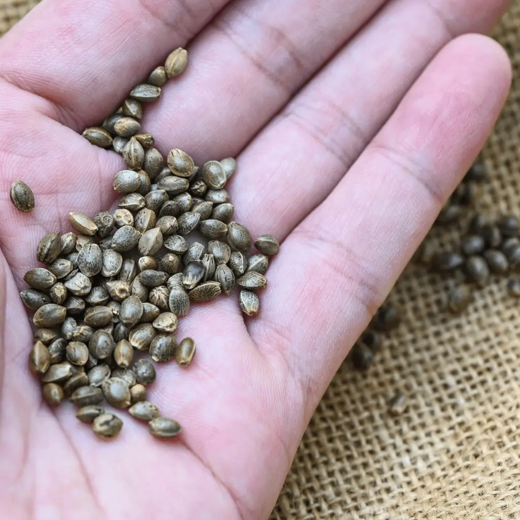 Copy-of-How-to-Check-the-Quality-of-Marijuana-Seeds-1024x1024-1.webp