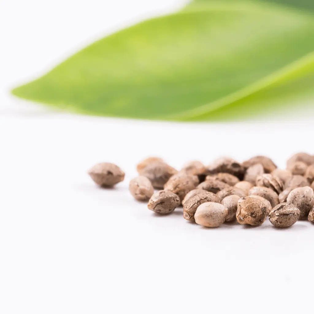 Regular Cannabis Seeds